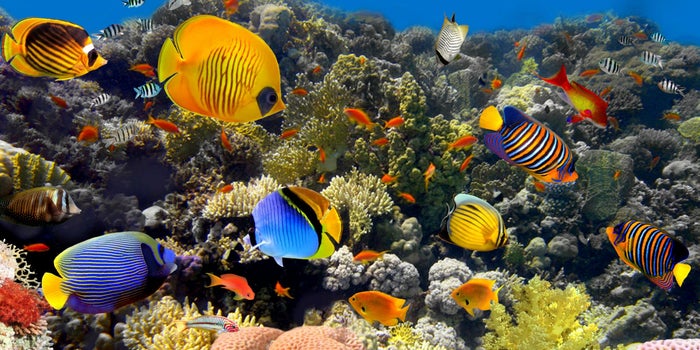 El turismo está dañando el océano. Así puedes protegerlo