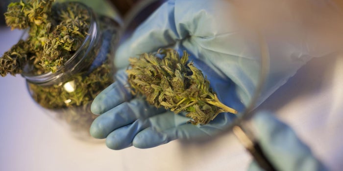 Marijuana the Feds Allow for Research Is More Like Hemp Than Real-Life Pot