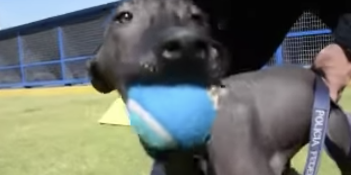 Dante, el nuevo 'agente' xoloitzcuintle de la Policía Federal