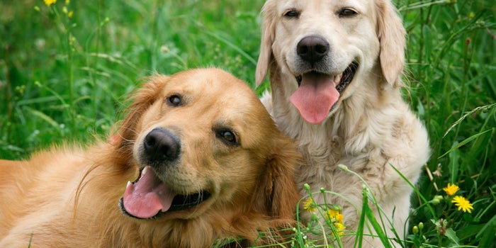 La startup de mascotas, DogHero, recibe 7 mdd de inversión y se consolida en México