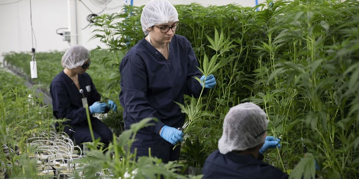 7 Statistieken Ondernemers moeten weten over legale cannabis en CBD