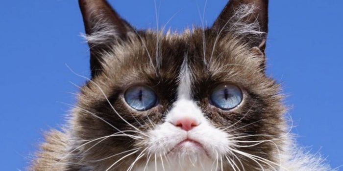 Fallece Grumpy Cat, el gato que se hizo mundialmente famoso por estar enojado