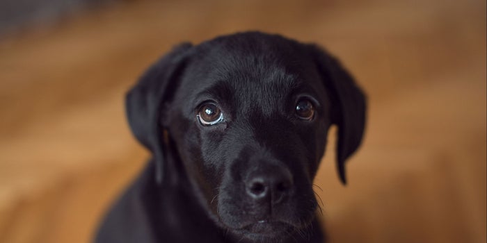 Un estudio revela que el aceite de cannabidiol ayuda a los perros que sufren ataques