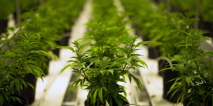 Are There Any Downsides to Marijuana Legalization? Not so Far.