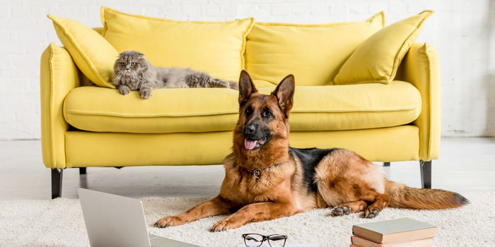 Estos colombianos tienen todo para tu mascota en un mismo lugar: veterinaria, comida y guardería