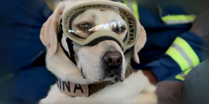 'Frida', la perrita rescatista, se retira con honores