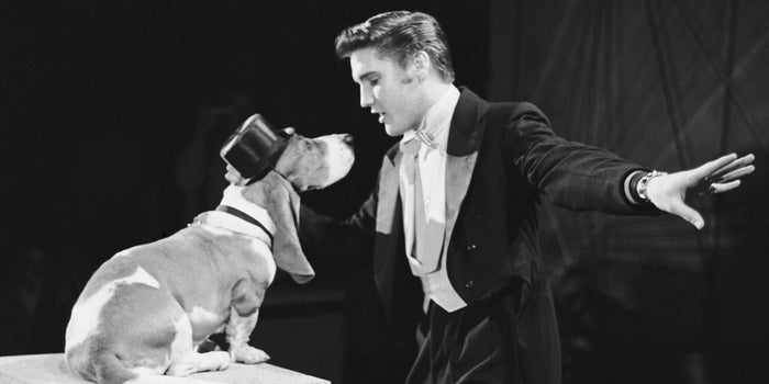 The Latest CBD Innovation: Elvis Presley Hound Dog Pet Wellness Products