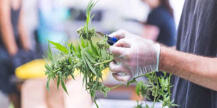 3 Big Product Liability Risks Cannabis Companies Need to Know About
