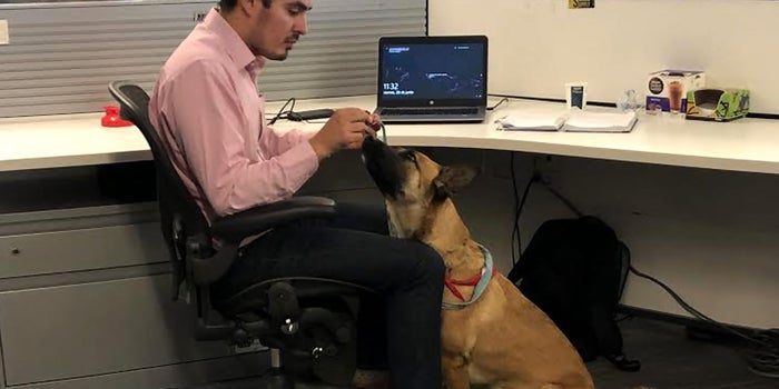 Más de 50 perritos tienen su primer día 'pet-friendly' en una oficina de la CDMX