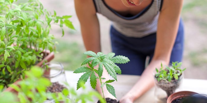 These Are the Skills That Will Get You a Job In the Cannabis Industry