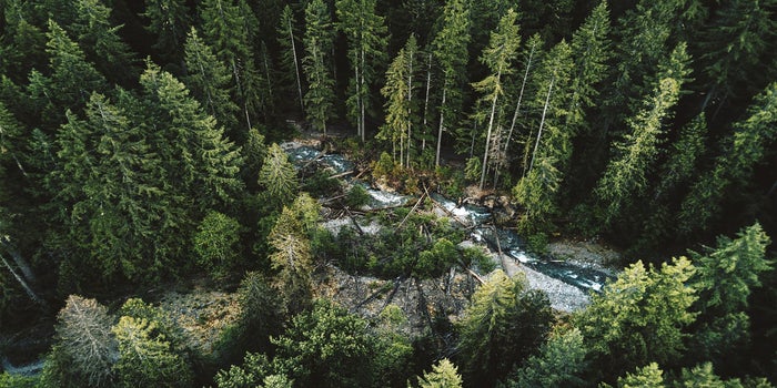 Reforestation 4 Reasons Startup Founders Should Care - 