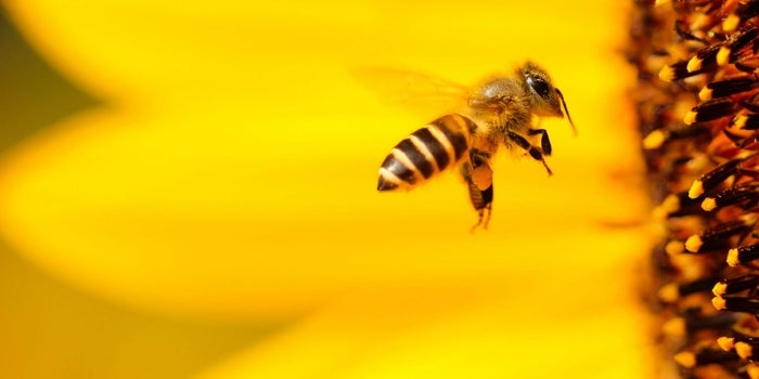 Se nos mueren las abejas y nos quedamos sin tequila, mezcal y frijol
