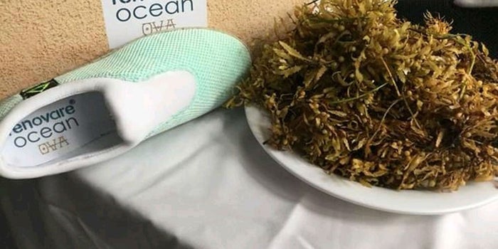 Estos mexicanos hacen tenis de PET reciclado y sargazo
