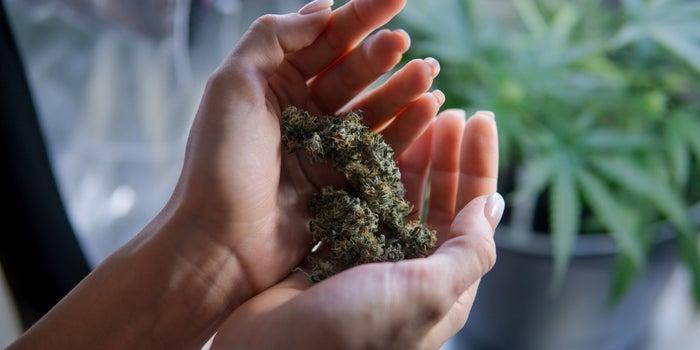 Cannabis Lounges Are Popping Up Across the Country