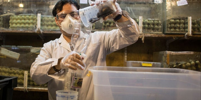 El emprendedor que podría revolucionar la industria alimentaria con grillos en Argentina