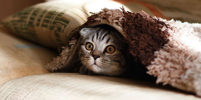 Las 6 ideas más locas para hacer negocios con los gatos