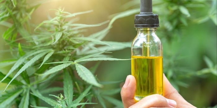 La Corte de México ordena un reglamento que permita el uso de cannabis con fines medicinales