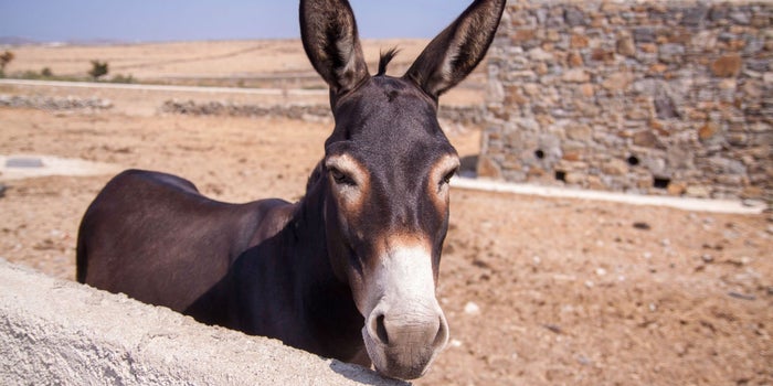 Ni genios ni burros. ¿Por qué tu futuro depende de volverte un nerd?