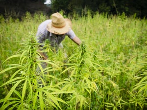 How You Can Start Making Money From Hemp