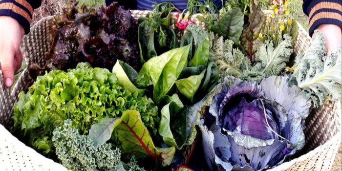 Este emprendedor lleva productos frescos hasta tu mesa para apoyar a los pequeños productores de la zona agrícola de la CDMX