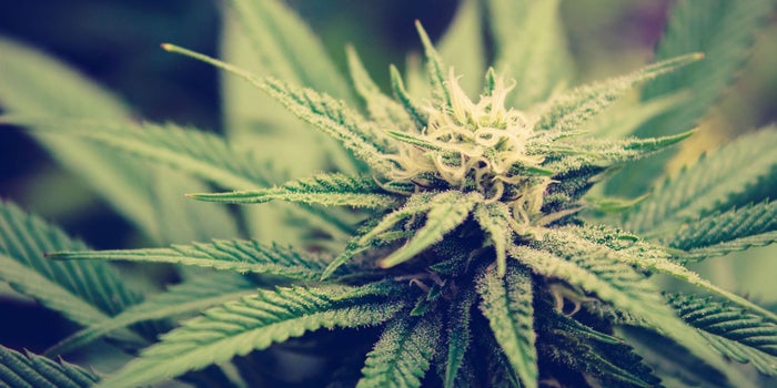 Legisladores votarán sobre legalización de la marihuana en México a finales de octubre: reporte