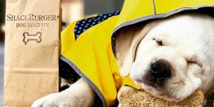 Shake Shack consiente a sus clientes con un menú especial para sus perros