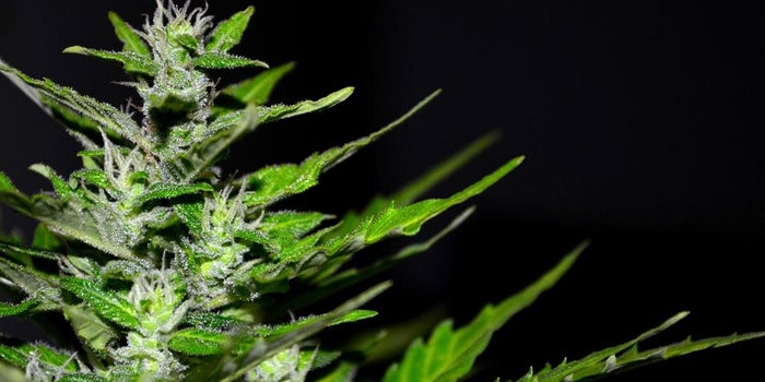 Getting Hemp Across State Lines Just Got Easier Thanks To A New Law That Just Passed