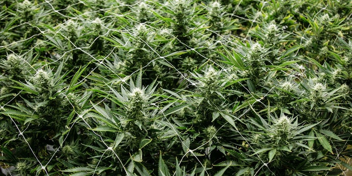Cannabis Chemistry: What To Know About Evaporation Post-Harvest