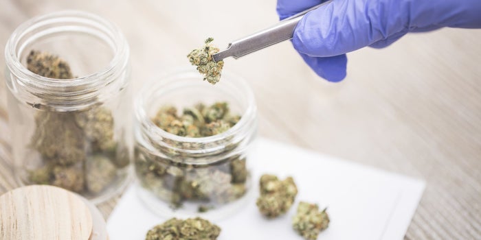 More Medical Cannabis Companies Bolster Operations In Lucrative Florida Market Following Smokable Flower Ban Repeal