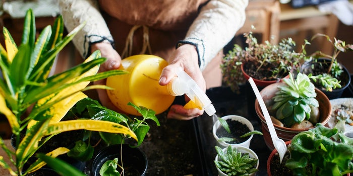 ¿Coleccionas plantas exóticas? Estos son los daños que le ocasionan al planeta y que deberías conocer