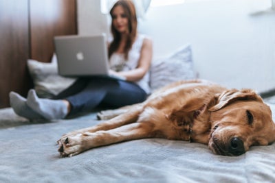 This Streaming Service Helps Keep Your Dog Chill So You Can Focus on Work