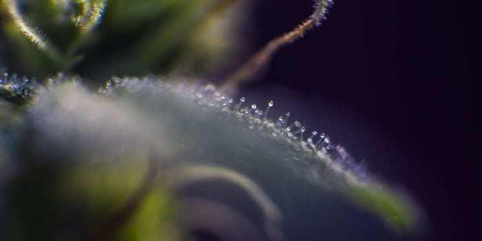 Italian Researchers Find Cannabinoid That May Be 30 Times Stronger Than THC