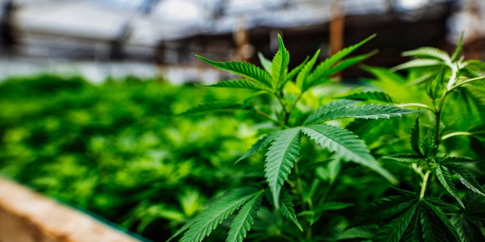 7 Ways To Get Conservative States To Support The Cannabis Industry