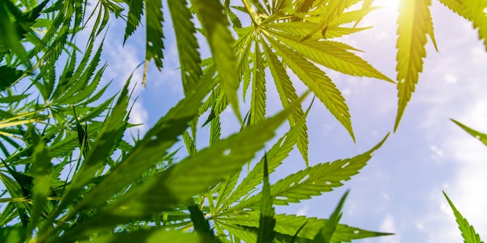Three Exciting Trends Transforming The Hemp Business