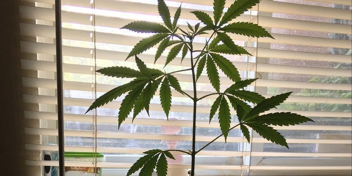 Will COVID-19 Spark The Rise Of Marijuana Home Grows?