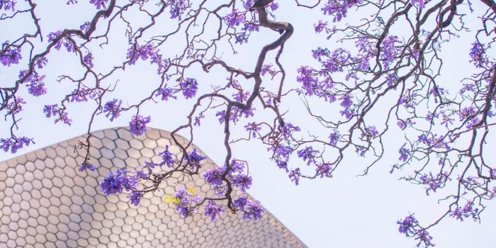 El jardinero japonés que trajo las jacarandas a la Ciudad de México