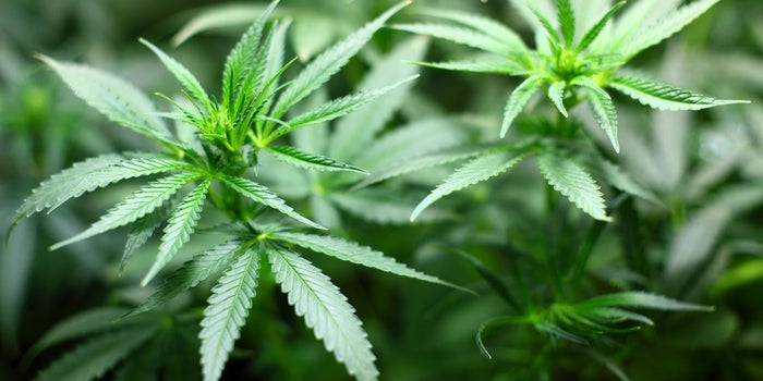 Why States Need To 'Flick The Legal Switch' On Cannabis Amid COVID-19