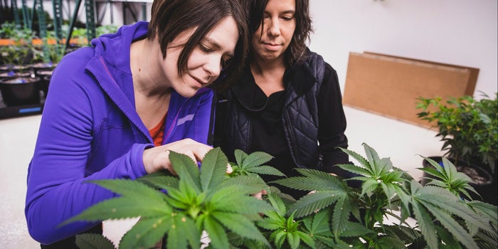 From Patient To CEO: Katie Stem Of Peak Extracts Talks Optimizing Cannabis