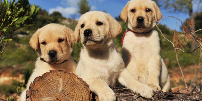 Científicos investigan si los perros pueden detectar coronavirus