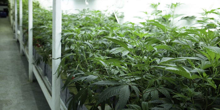 As Mainstream Greenhouses Pivot To Hemp, Producers Talk Costs, Rewards