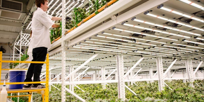 4 Convincing Reasons Cultivators Are Choosing LED Technology