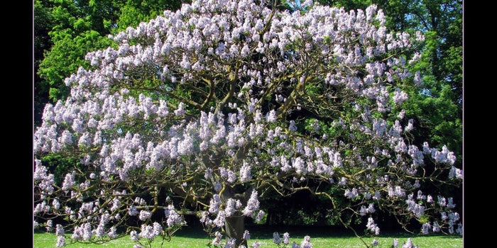 Explotación forestal de la paulownia