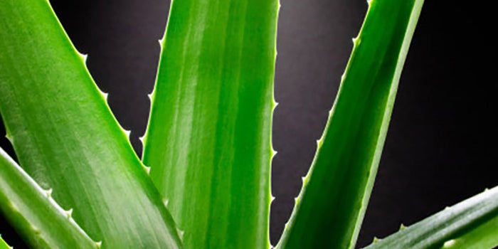 Cremas de aloe vera
