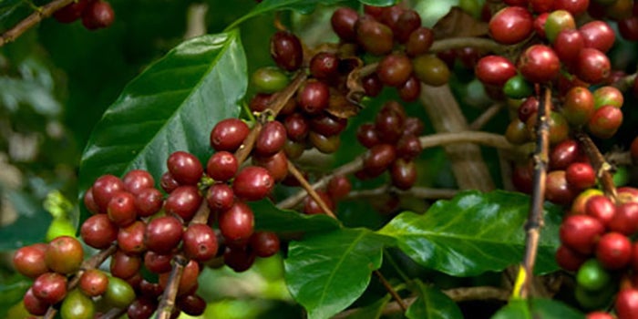 Café orgánico