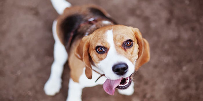 Campamentos para perros