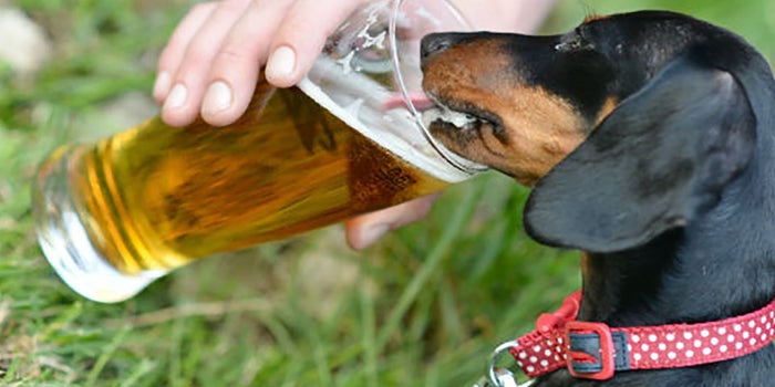 Cerveza sin alcohol para perros