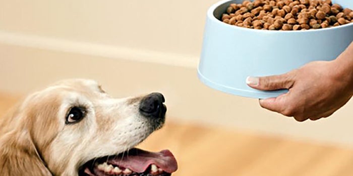Delivery de comida para mascotas