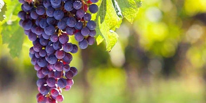 Cremas de vino