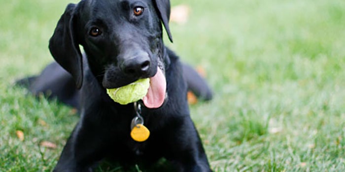Estancia de día para perros