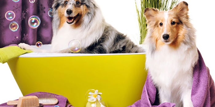 Spa-estética para mascotas